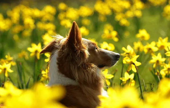 Field, flowers, dog