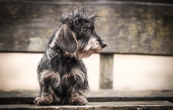 Picture bench, dog, doggie, Dachshund, crest