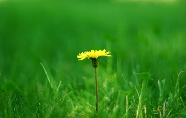 Picture grass, dandelion, clover