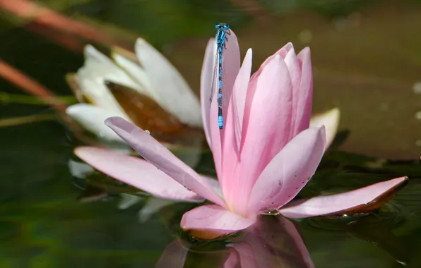Flower, water, macro, pond, pink, dragonfly, petals, Bud