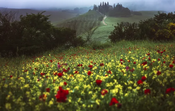 Road, greens, field, summer, flowers, fog, house, Maki