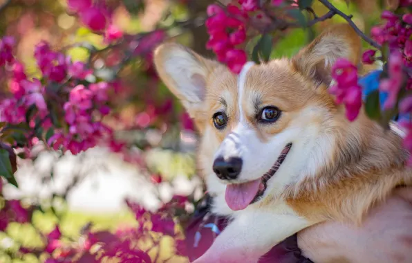 Language, look, leaves, light, flowers, branches, paw, hand
