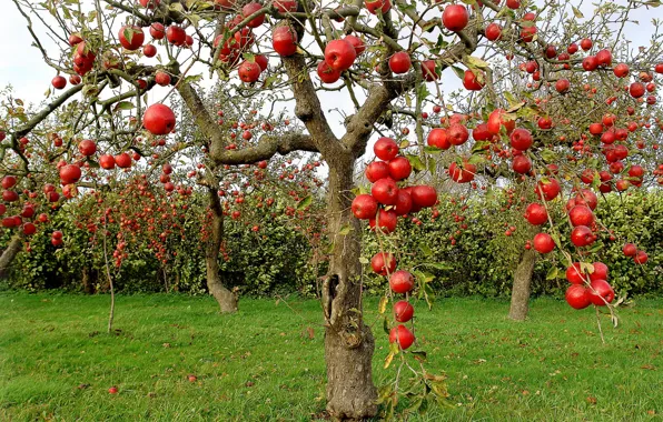 Tree, apples, garden, harvest