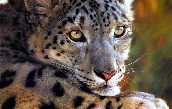 Picture art, IRBIS, snow leopard, Carl Brenders