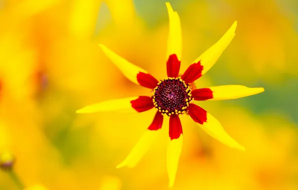 Flowers, nature, petals