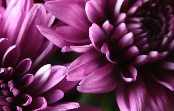 Macro, flowers, buds, middle