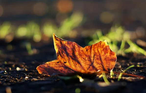 Autumn, grass, macro, sheet, photo, background, earth, Wallpaper