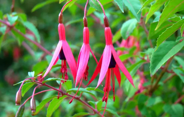 Leaves, stamens, al, pistils, fuchsia