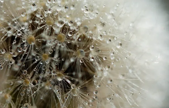 Drops, macro, flowers