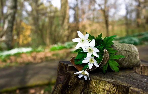 Flowers, Path, Forest, Stump