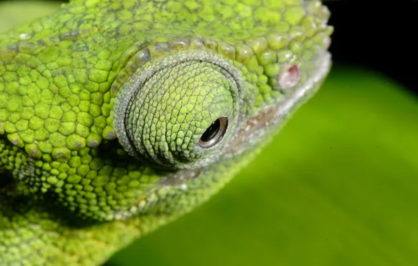 Macro, green, eyes, chameleon