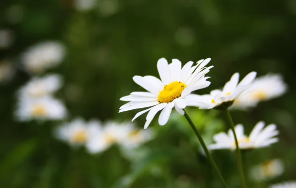Picture greens, summer, grass, flowers, heat, chamomile, Daisy, summer