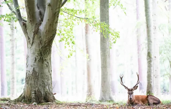 Picture trees, nature, deer