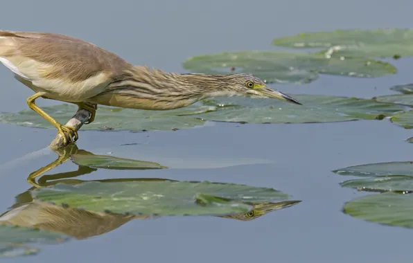 Water, nature, bird, hunting, bittern, DUELL ©