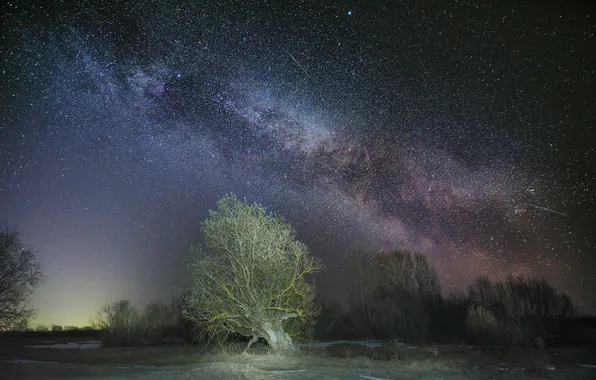 Night, tree, starry sky, Evgeny Smolsky