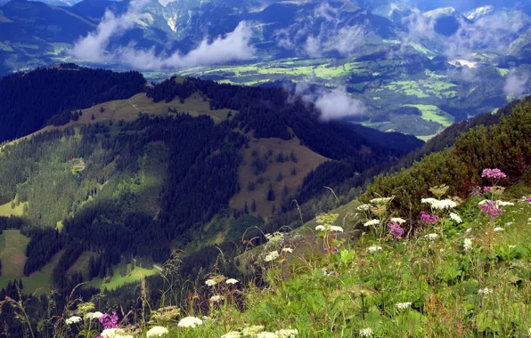 Forest, grass, clouds, flowers, mountains, view, height, Alps