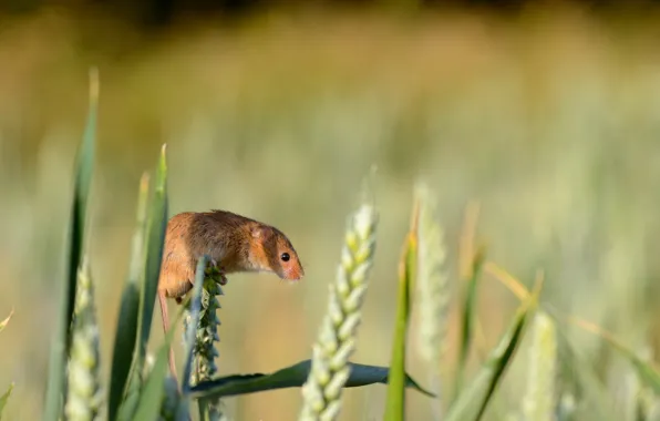 Summer, nature, Harvest Mouse