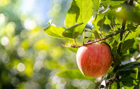 Greens, summer, leaves, light, glare, tree, red, Apple