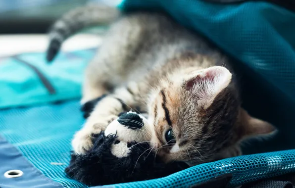 Cat, cat, kitty, grey, background, mesh, blue, toy