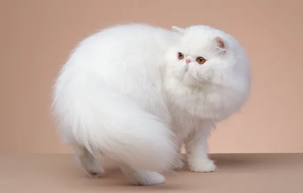 Cat, cat, look, pose, white, face, fluffy, Studio