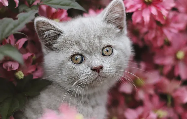 Cat, look, leaves, flowers, pose, kitty, grey, portrait