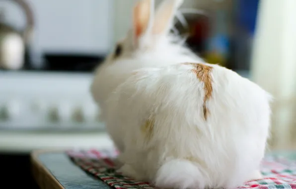 White, fluffy, rabbit, rabbit, bunny, Zayats, fluffy