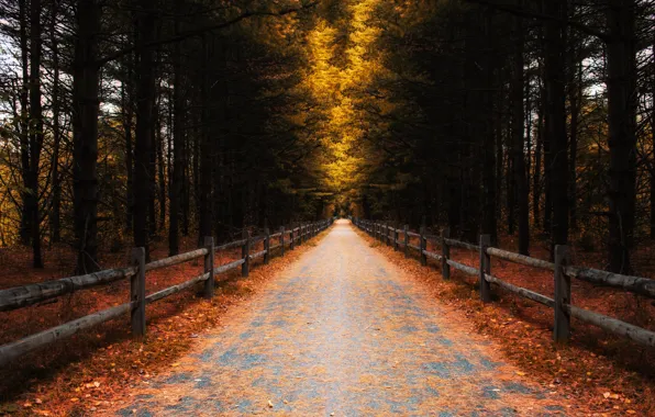 Road, autumn, forest, leaves, trees, the fence
