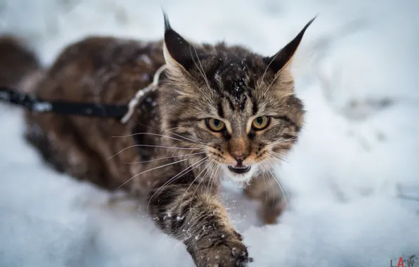 Picture winter, animals, red, cat, winter, snow, predator, lynx