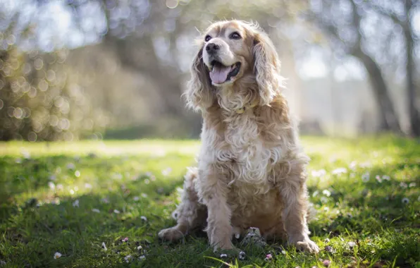 Forest, flowers, Park, glade, dog, spring, bokeh, Wallpaper from lolita777