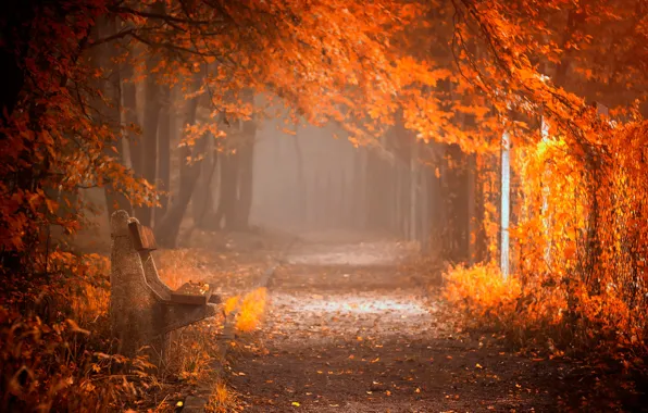 Picture autumn, Park, bench