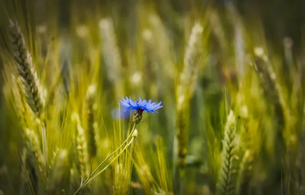 Flower, Field, cornflower