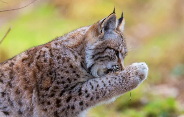 Picture face, yellow, pose, green, background, paw, lynx, sitting