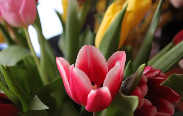 Picture macro, Flowers, tulips, pink