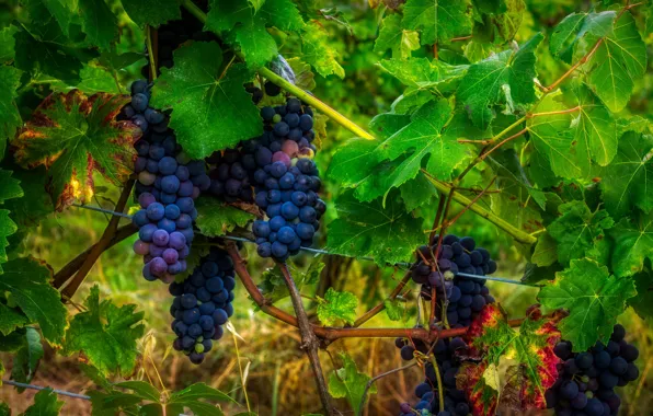 Foliage, grapes, vineyard, leaves, grapes, bunches, the vineyard