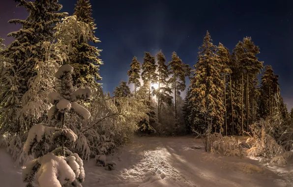 Picture winter, forest, snow, trees, night, the moon, pine