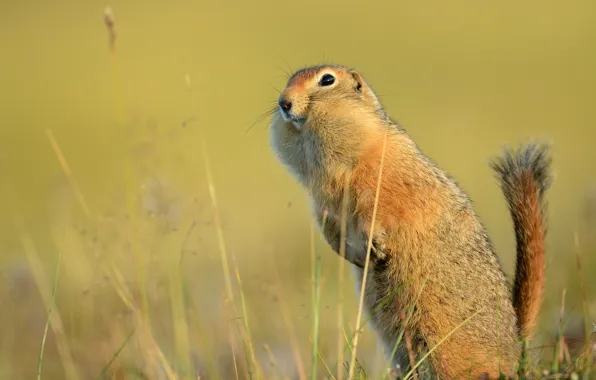 Tail, gopher, stand, funny, American gopher
