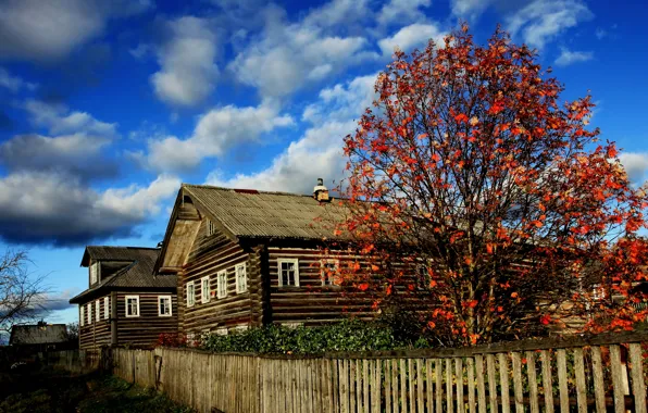 Picture autumn, bright colors, hut, Russian North, Arkhangelsk village