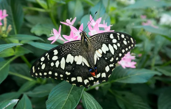 Flower, macro, butterfly, wings, beautiful, closeup
