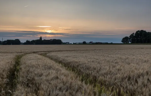 Field, landscape, night, ears