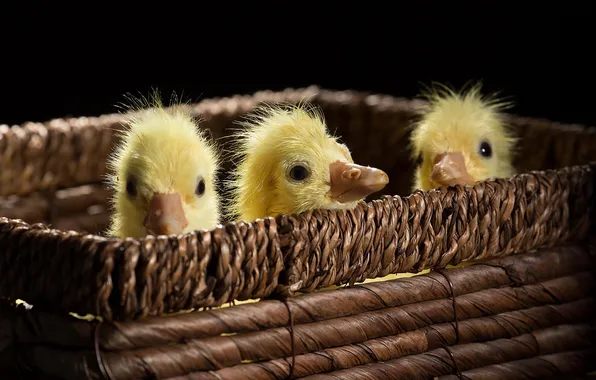 Picture birds, basket, the goslings