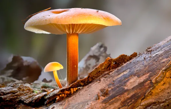 Tree, mushrooms, a couple