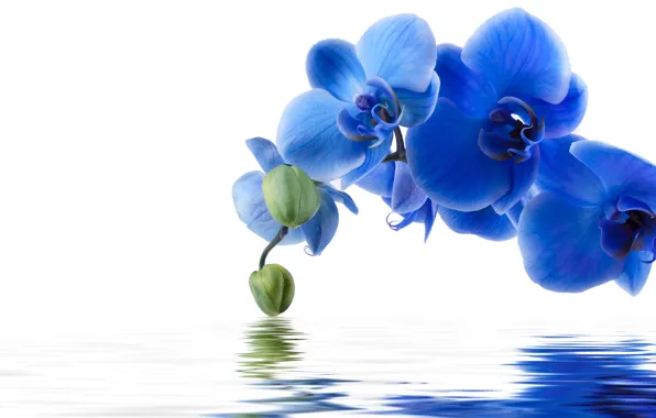 Picture water, flowers, reflection, background, blue Orchid
