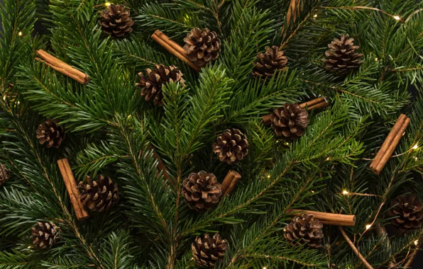Picture green, christmas tree, cinnamon sticks