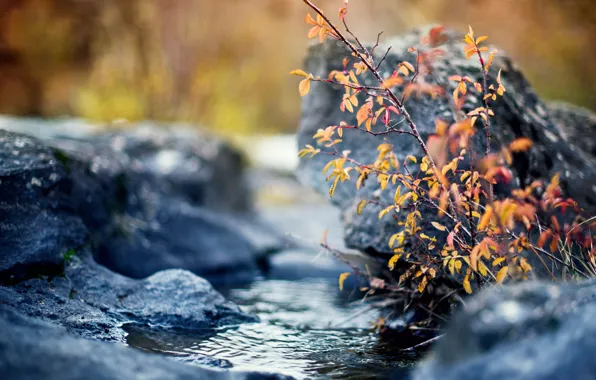 Picture autumn, leaves, stream, stones, Bush, branch, yellow