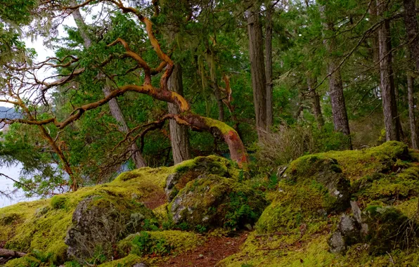 Greens, forest, water, trees, stones, moss, Canada, East Sooke Park
