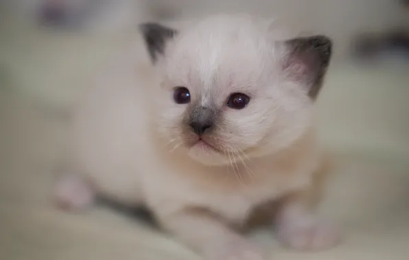 Cat, white, look, kitty, portrait, baby, cute, face