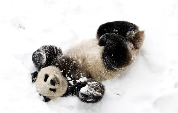 SNOW, WINTER, BEAR, PANDA