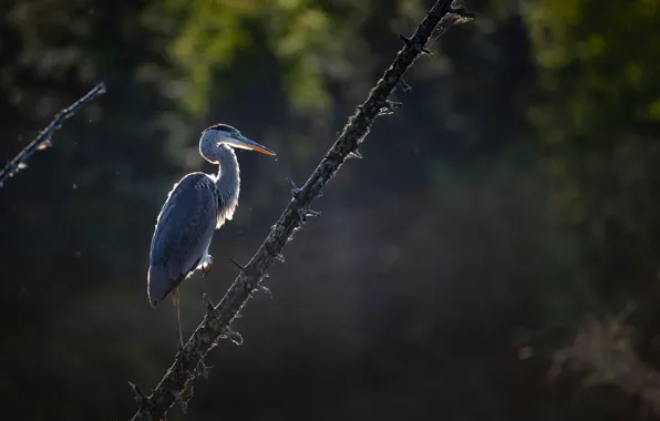 The sun, nature, glare, background, bird, branch, Heron, bokeh
