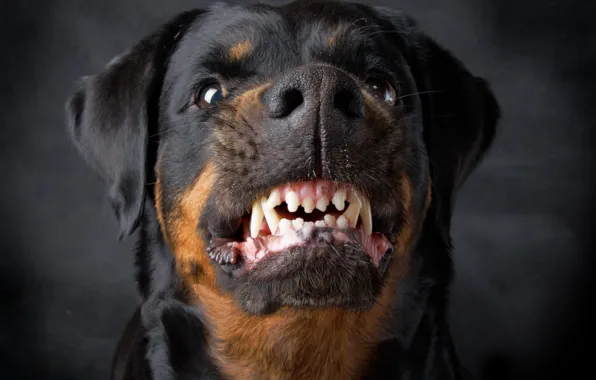 Picture Dog, Rottweiler, Grin, Rottweiler