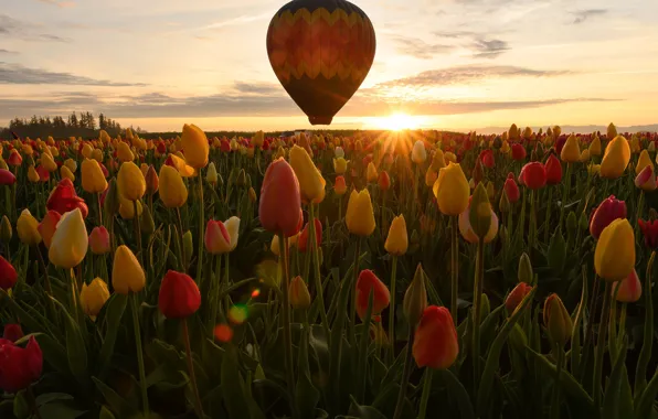 The sky, sunset, flowers, balloon, spring, tulips, field of tulips, plantation